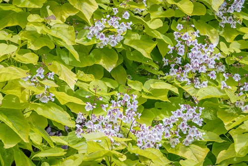 Closeup of white and maroon flowers blooming on a Golden Catalpa tree